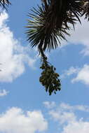 Image of Palma China yucca