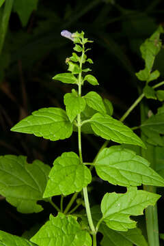 Image of blue skullcap