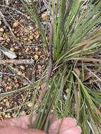 Image of Xanthorrhoea brevistyla D. A. Herb.