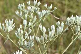 Eupatorium leucolepis (DC.) Torr. & A. Gray resmi