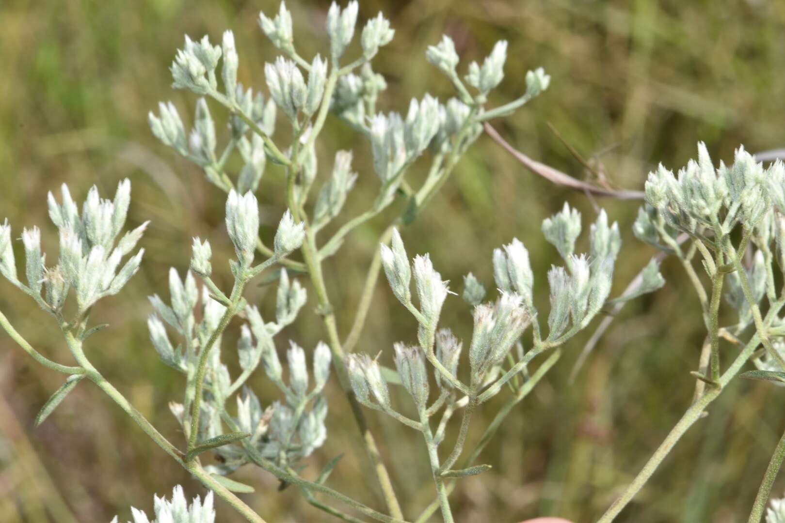 Plancia ëd Eupatorium leucolepis (DC.) Torr. & A. Gray