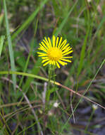 Image of Inula ciliaris (Miq.) Matsum.