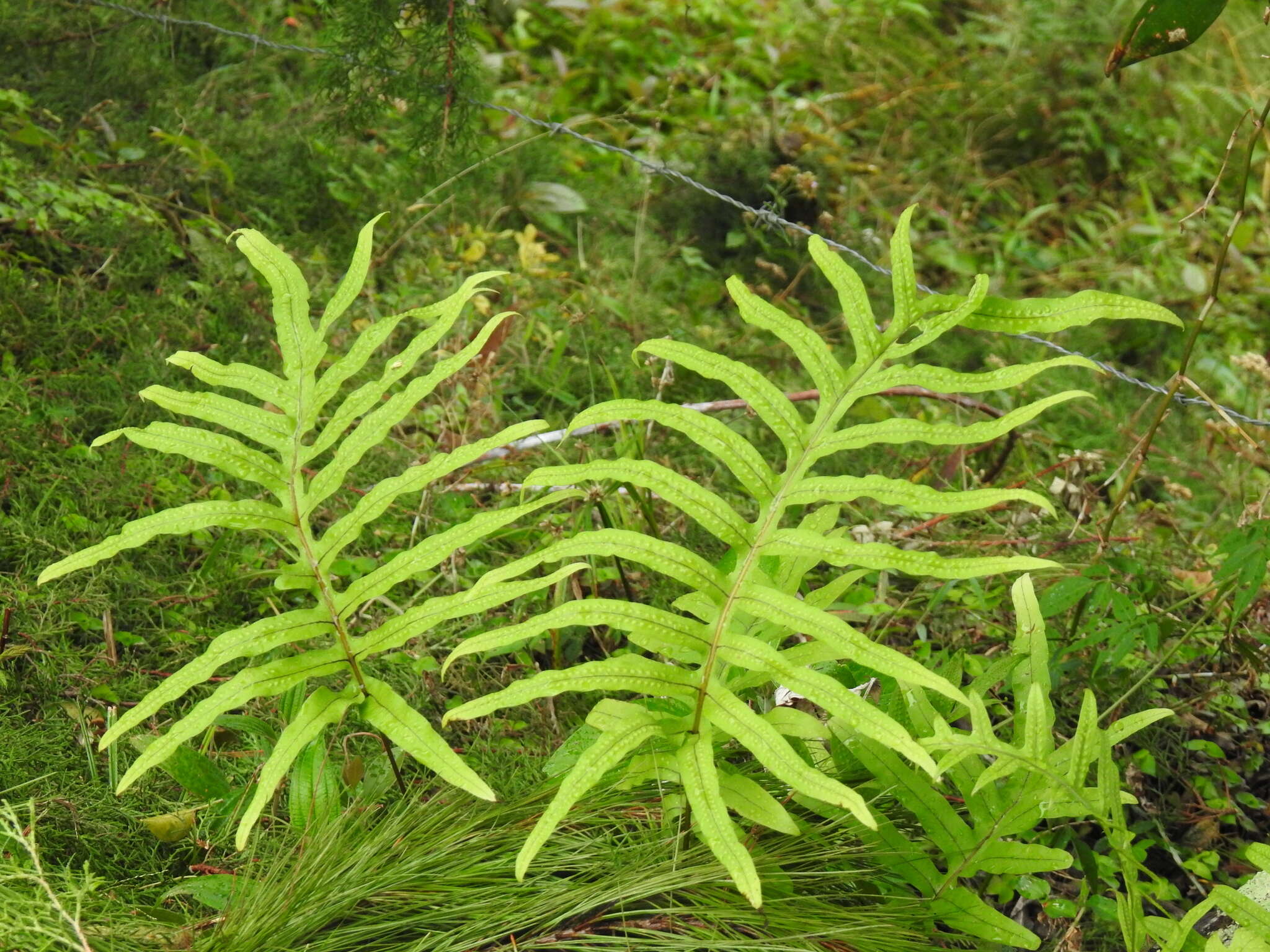 Image of false golden polypody