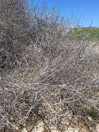 Sivun Marsdenia cordifolia Choux kuva