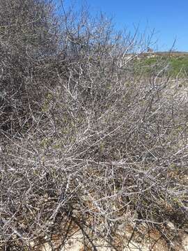 Image of Marsdenia cordifolia Choux