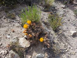 Image of Maihueniopsis glomerata (Haw.) R. Kiesling