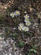 Image de Erigeron vernus (L.) Torr. & A. Gray