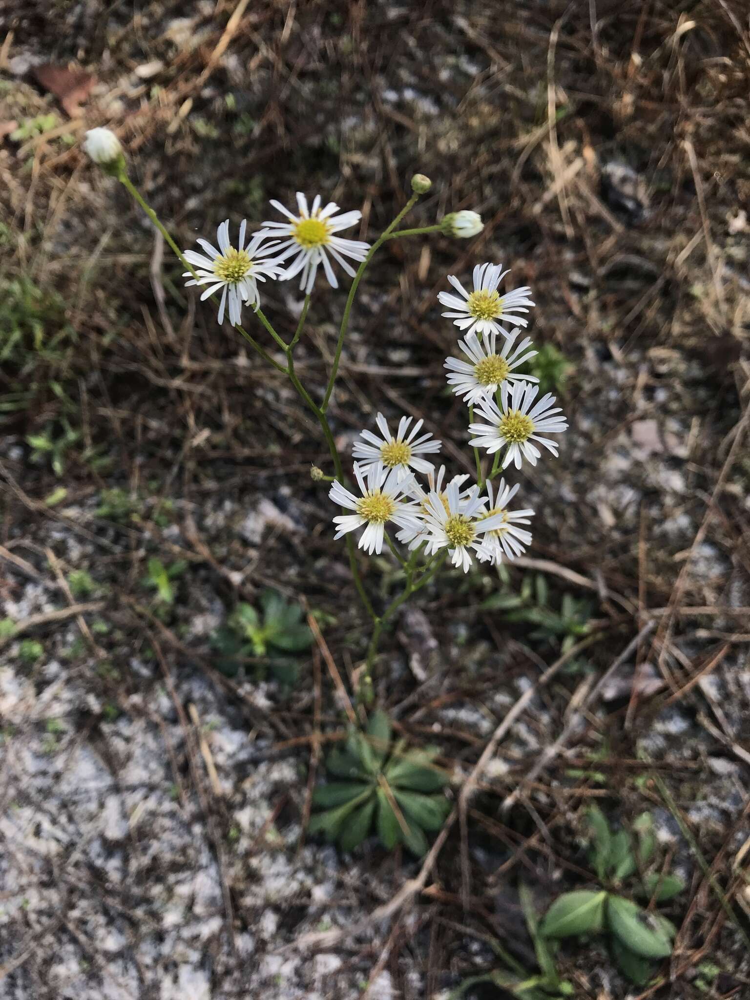 Image de Erigeron vernus (L.) Torr. & A. Gray