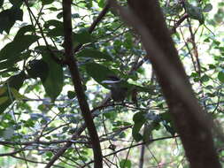 Image of Spot-breasted Wren