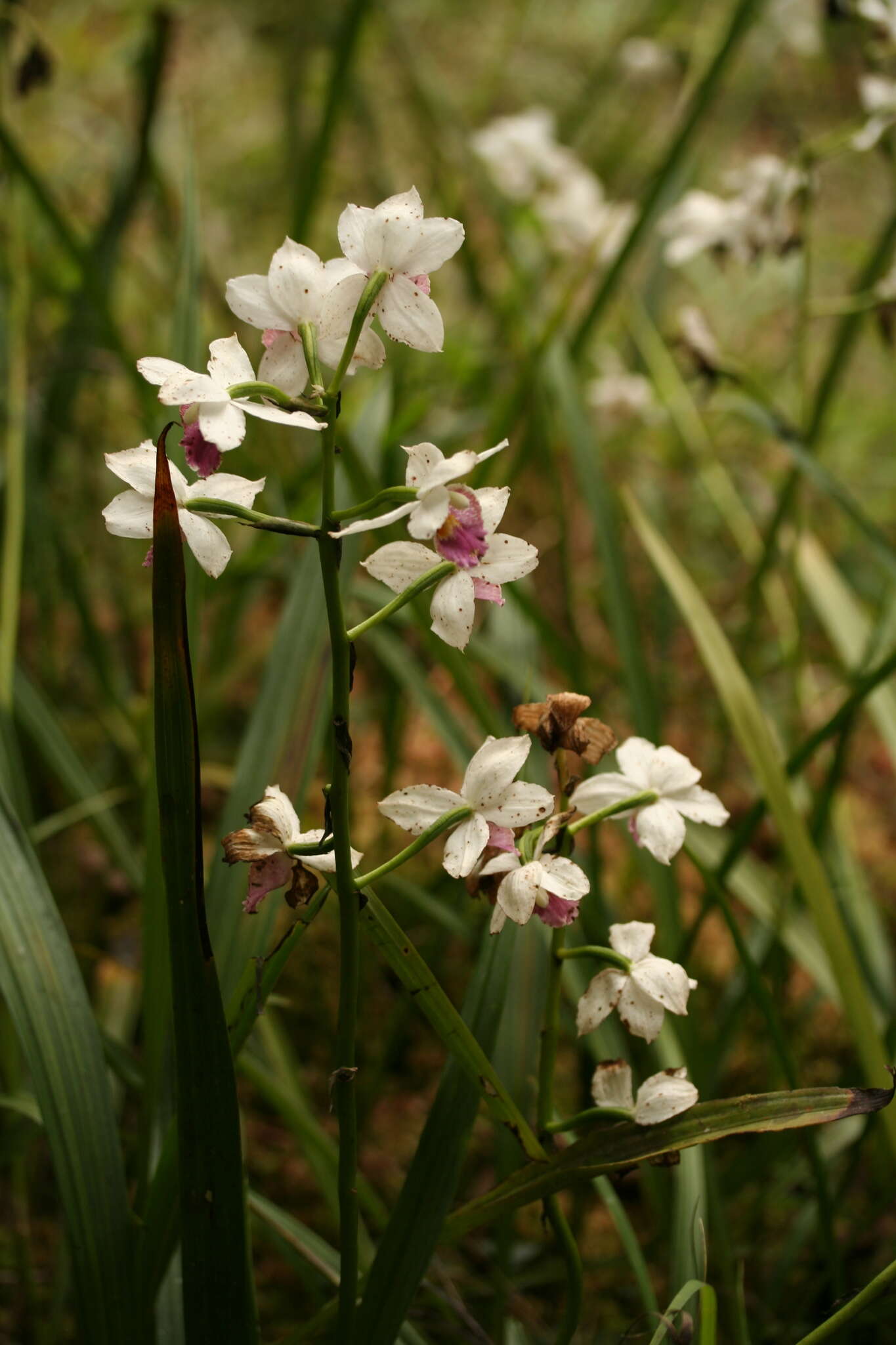 Image of Gastrorchis