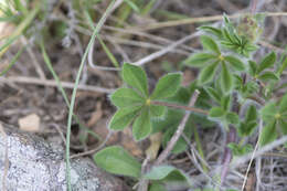 Plancia ëd Lupinus gibertianus C. P. Sm.