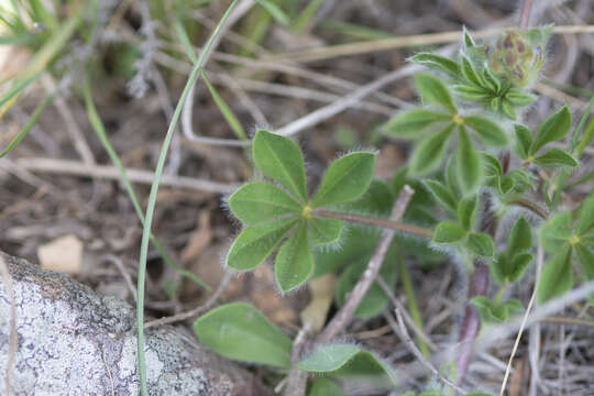 Plancia ëd Lupinus gibertianus C. P. Sm.