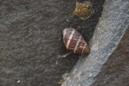 Image of <i>Scutalus versicolor</i>