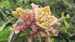 Image of Puccinia otagensis