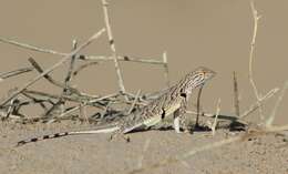 Image of Fringe-toed Sand Lizard