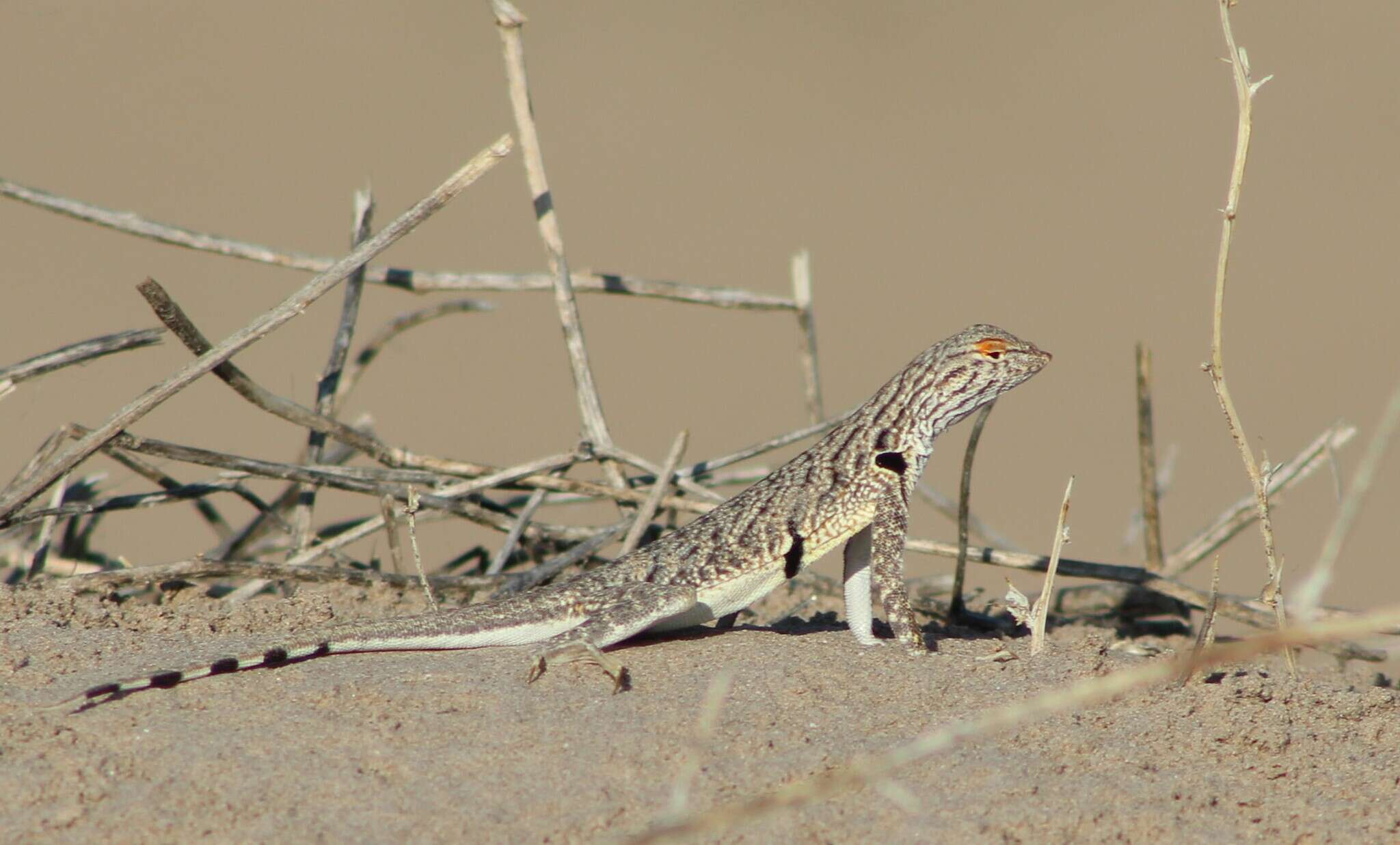 Image of Fringe-toed Sand Lizard