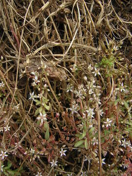 صورة Sedum cepaea L.