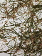Image of horned pondweed