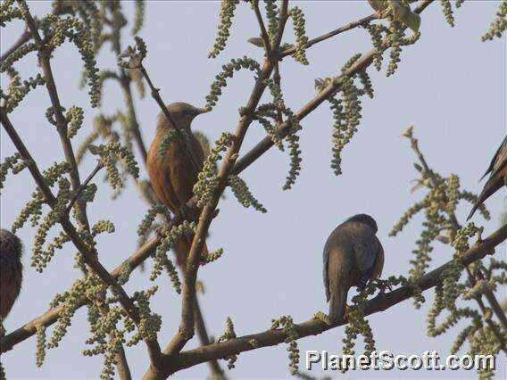 Image of Chestnut-tailed Starling