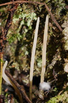 Image of Clavaria tenuipes Berk. & Broome 1848