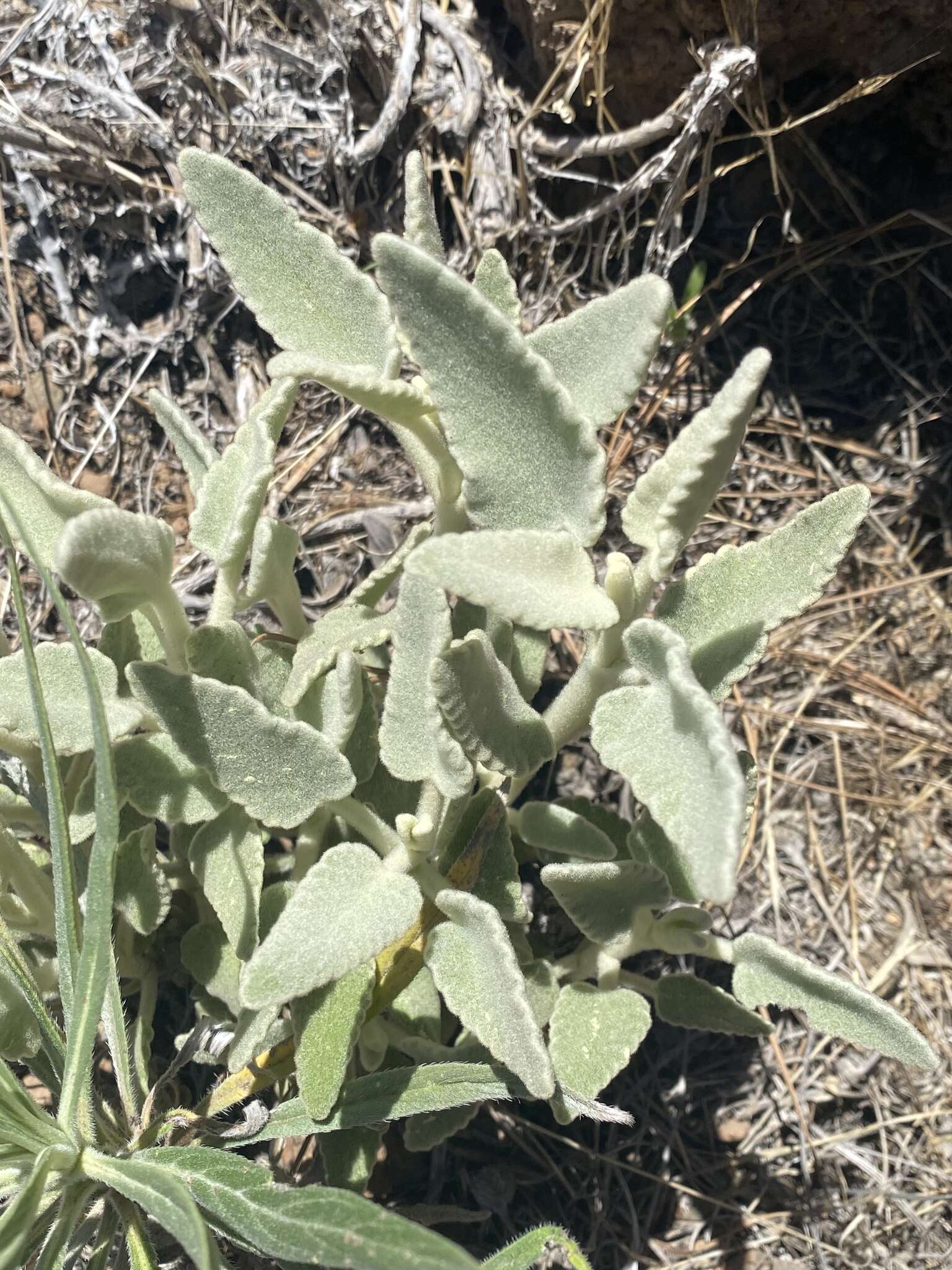 Sideritis oroteneriffae Négrin & P. Pérez resmi