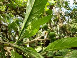 Image de Solanum umbellatum Mill.