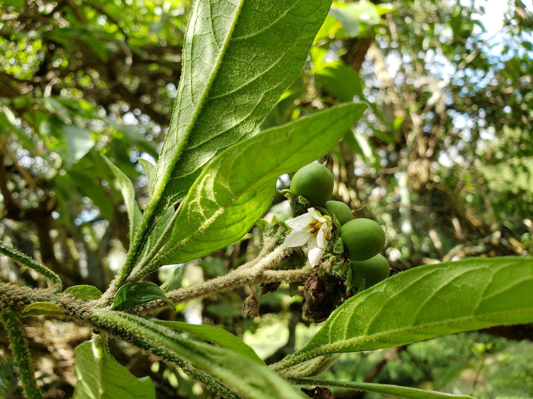 Image de Solanum umbellatum Mill.