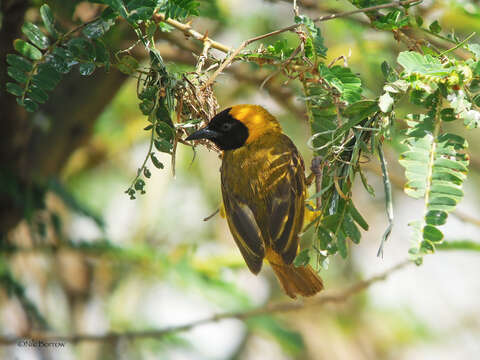 Image of Slender-billed Weaver