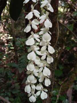 Image of Aerangis citrata (Thouars) Schltr.