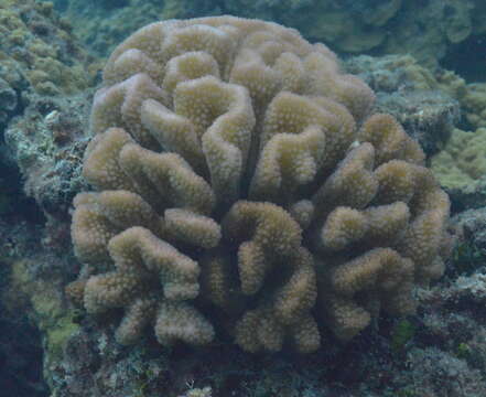 Imagem de Pocillopora meandrina Dana 1846