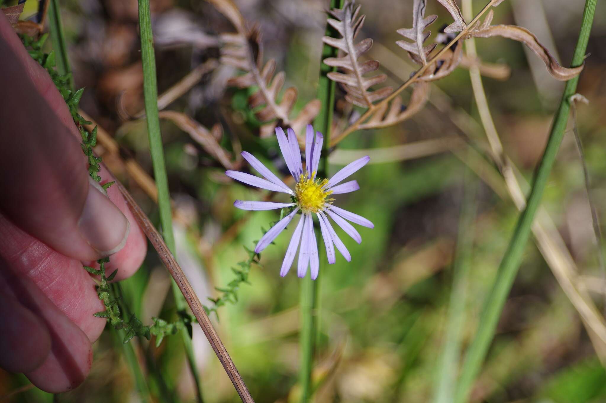 Image of Walter's aster