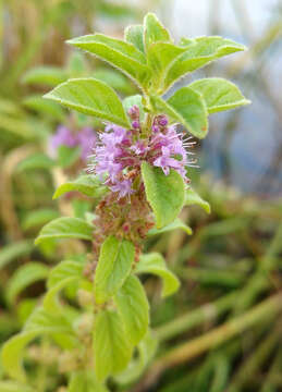 Image of mint