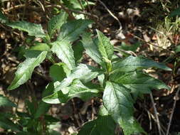 Image of bigleaf crownbeard