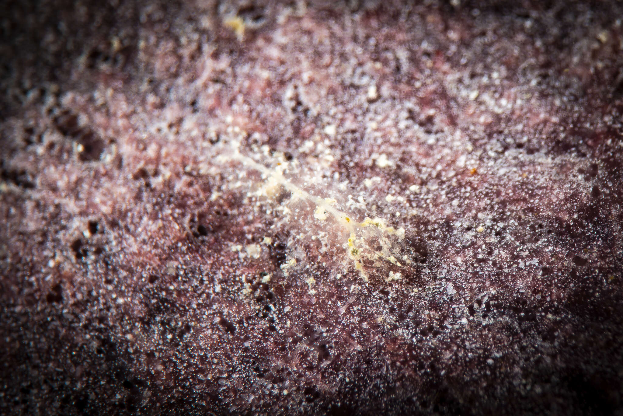 Image of Gelastocaris paronai (Nobili 1905)