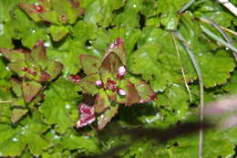 Слика од Epilobium australe Poepp. & Hausskn.