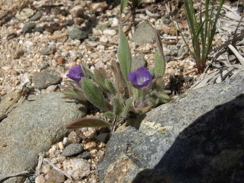 Image de Phacelia curvipes Torr. ex S. Wats.