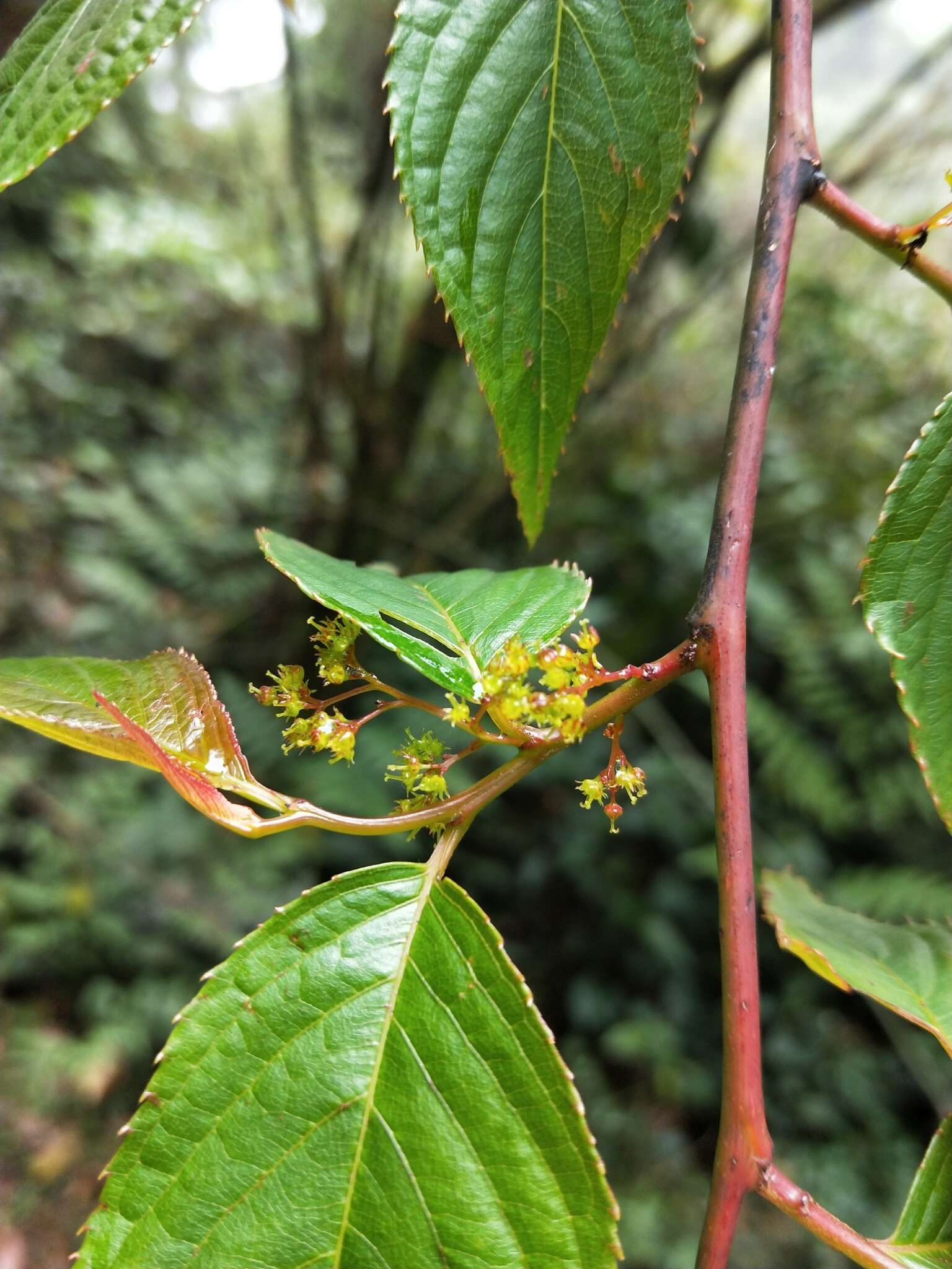 Image of Perrottetia arisanensis Hayata