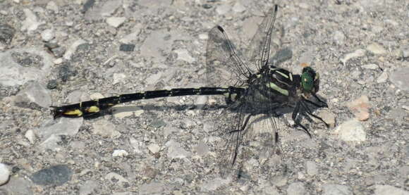 Image of Stylurus spiniceps (Walsh 1862)