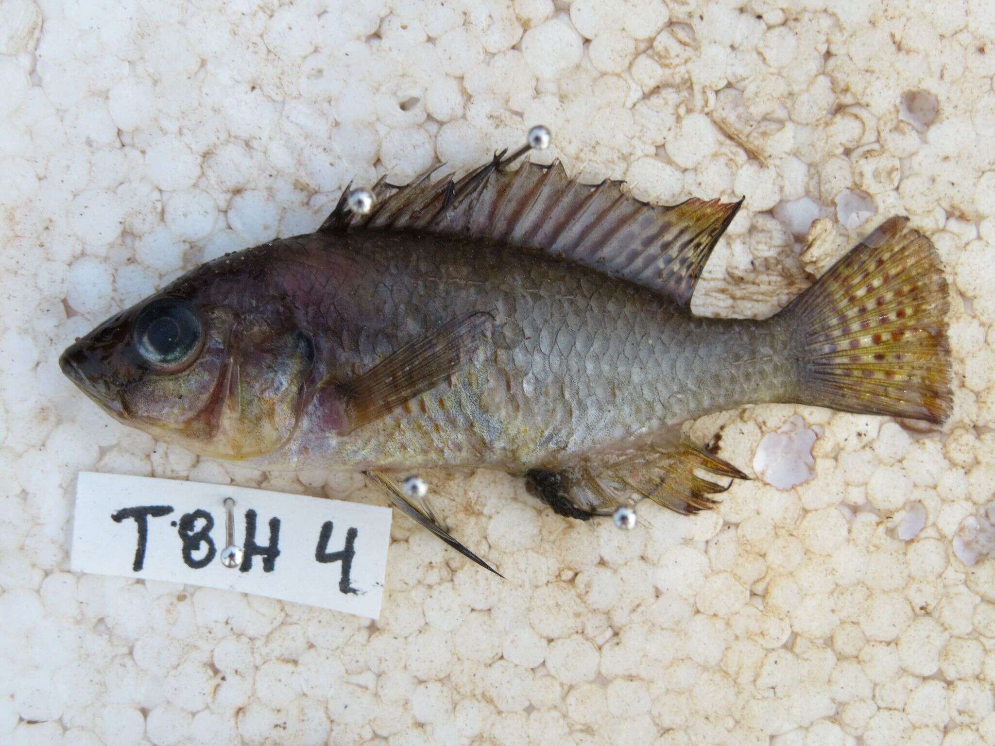 Image of Eastern River Bream