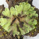 Image of Riccia asprella Carrington & Pearson