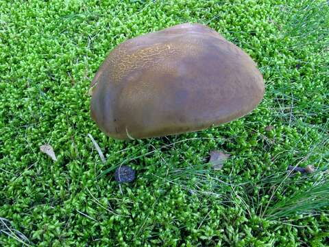 Sivun Boletus vermiculosus Peck 1872 kuva