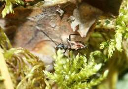 صورة Eremocoris abietis (Linnaeus 1758)