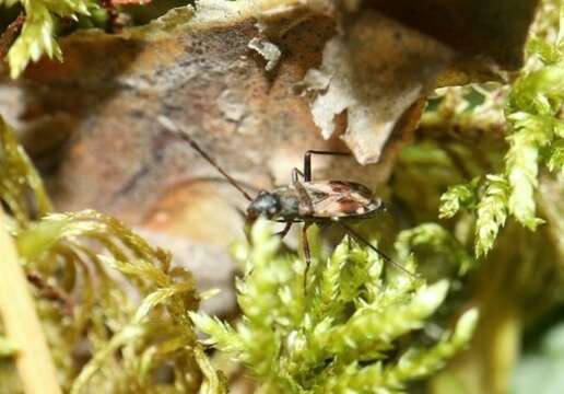 Image of Eremocoris abietis (Linnaeus 1758)