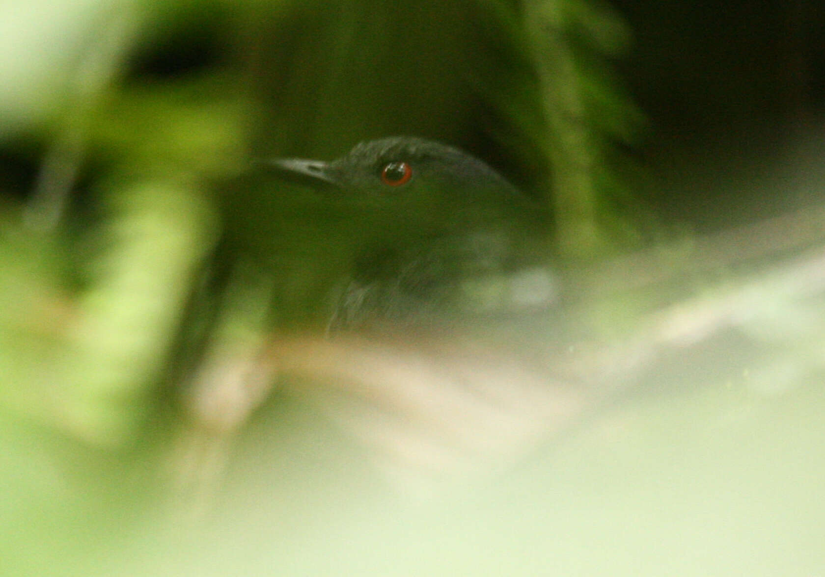 Image of Esmeraldas Antbird