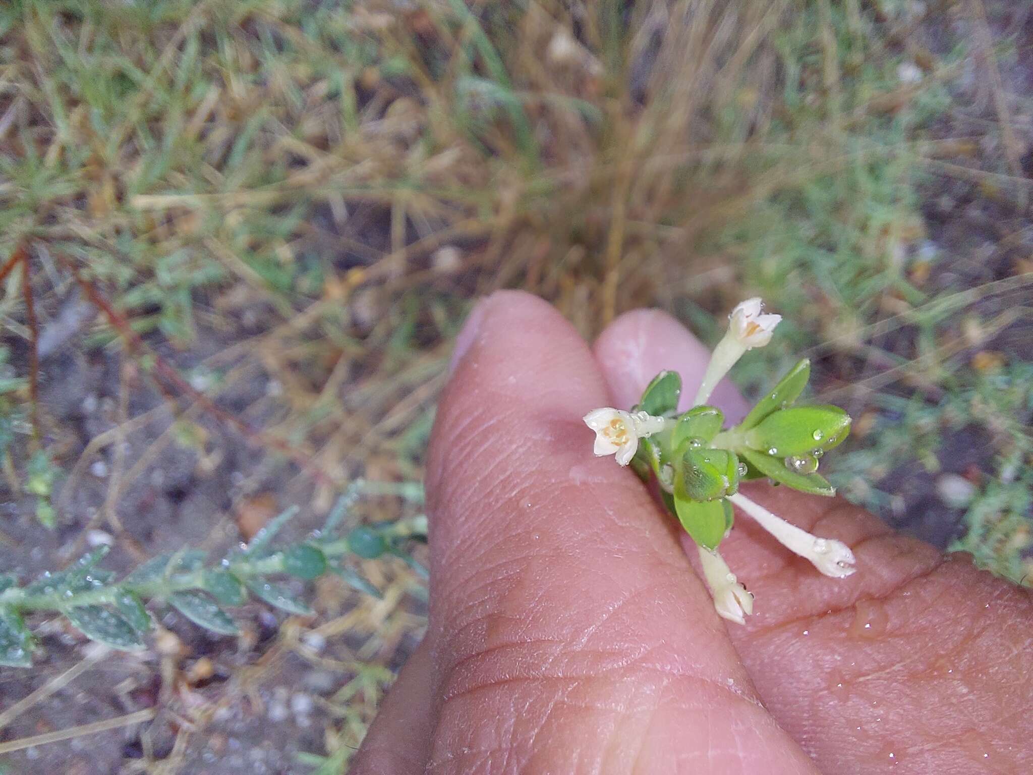 Image of Gnidia sericea (L.) L.