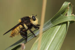 صورة Mallophora fautrix Osten Sacken 1887