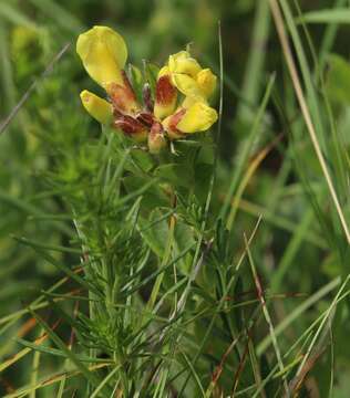 Image of big-flower broom