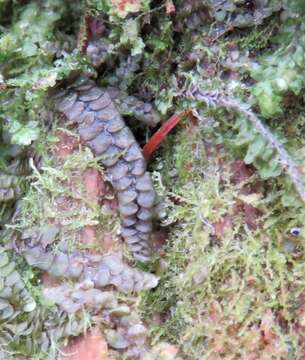 Image of Calypogeia azurea Stotler & Crotz