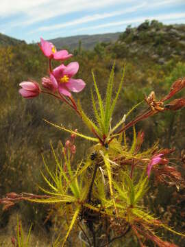 Image of Roridula dentata L.