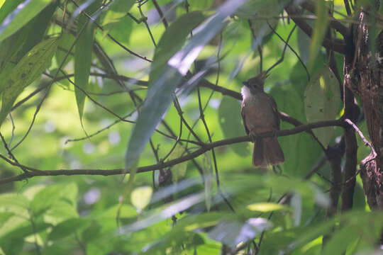 Imagem de Alophoixus ochraceus (Moore & F 1854)